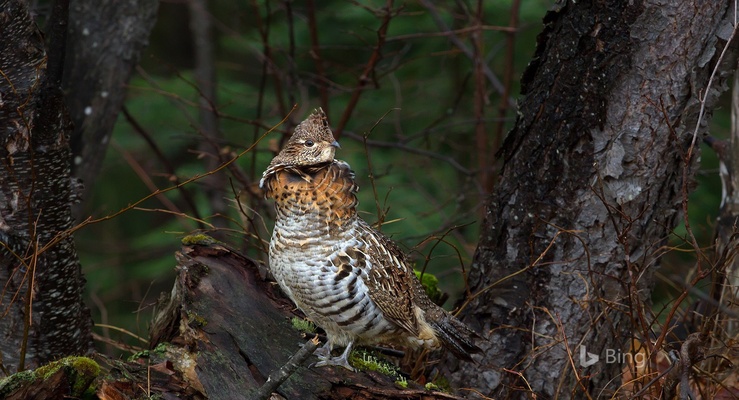 Bing Wallpaper screenshot 1