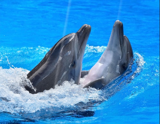 Happy Dolphins Screensaver screenshot 1