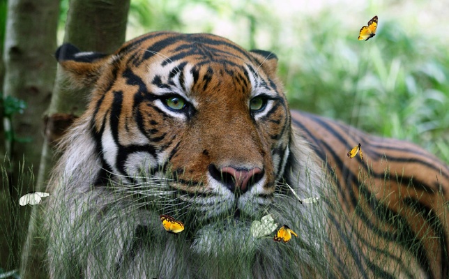 Wild Tigers Screensaver screenshot 1