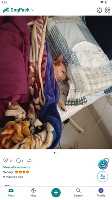 DogPack - Explore with the dog screenshot 1