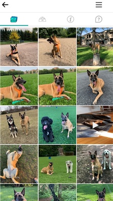 DogPack - Explore with the dog screenshot 1